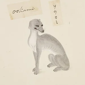 Japanese wolf