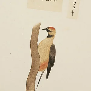 Great spotted woodpecker