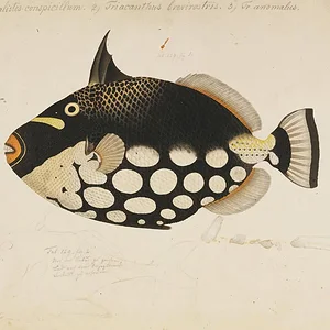 Trigger clownfish