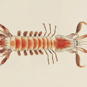 Parasquilla haani
