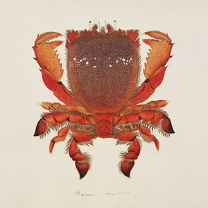 Ranina ranina