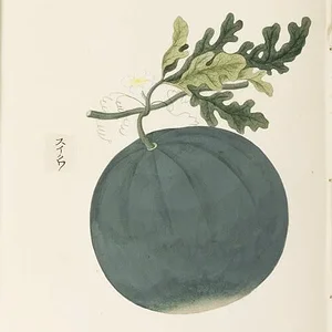 Citrullus lanatus