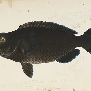 Scarus ovifrons
