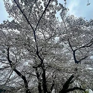 sakura1.jpg
