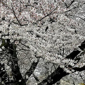 sakura2.jpg
