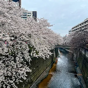 meguro01.jpg