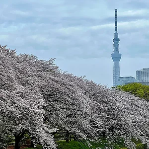 skytree.jpg