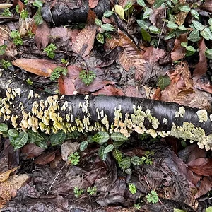 decay fungi.JPG