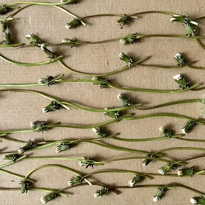 dandelions.JPG