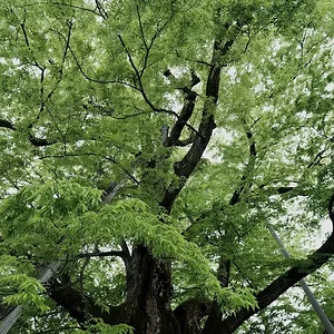 green.JPG