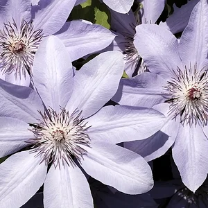 purples.JPG