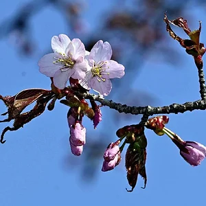 sakura%E5%86%99%E7%9C%9F.jpg