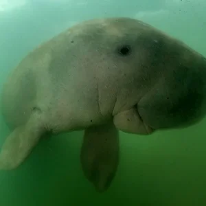 dugong.jpg