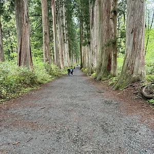 cedars.JPG