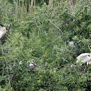 birds1.JPG