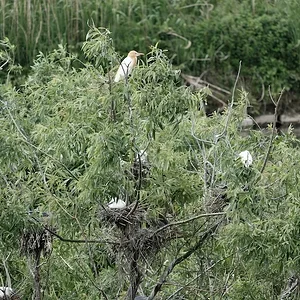 birds2.JPG