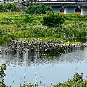 tama-flock-2.jpg