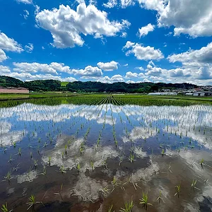 rice-paddy.jpg