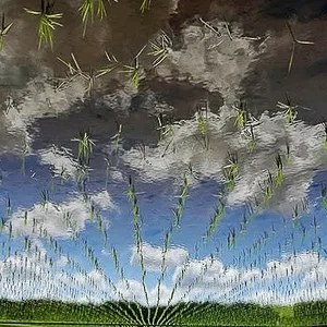 rice-paddy.jpg