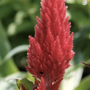 red.JPG