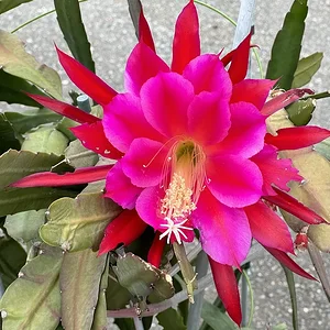 cactus1.JPG