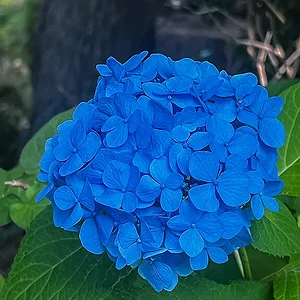 ajisai-2.jpg