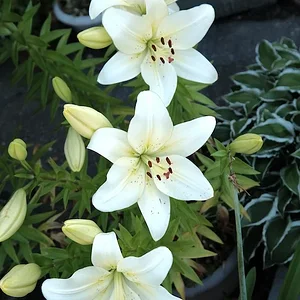 DSCF0950.JPG