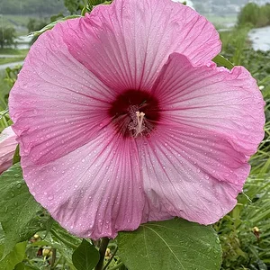 pink.JPG