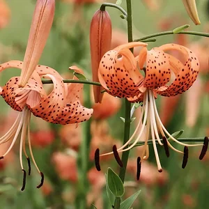 lilies.JPG