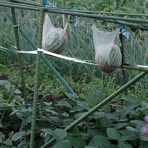air melons.JPG