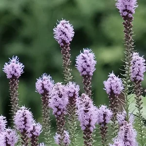 purples.JPG