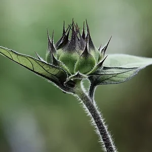 bud2.JPG