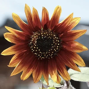 sinflower.JPG