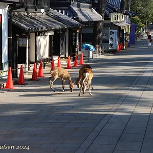 Japan_Aug_2024-8856.png