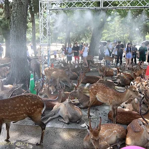Japan_Aug_2024-8928.png