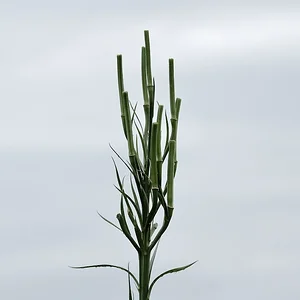 pre-lily.JPG