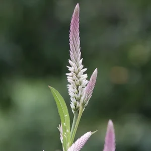 feather.JPG