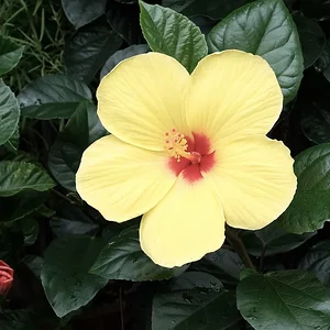 yellow red.JPG