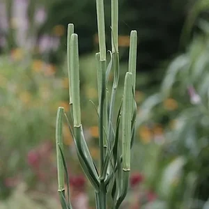 lily-2.JPG