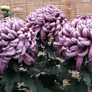 DSCF1442.webp