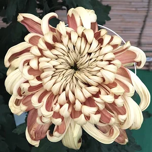 DSCF1446.webp