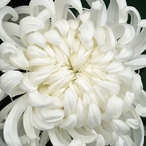 DSCF1445.webp