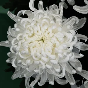 DSCF1422.webp