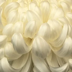 DSCF1491.webp