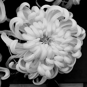 DSCF1602.webp