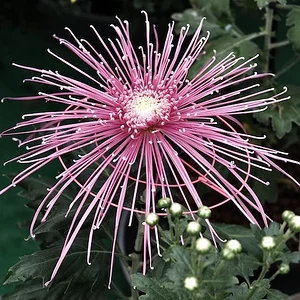 DSCF1622.webp