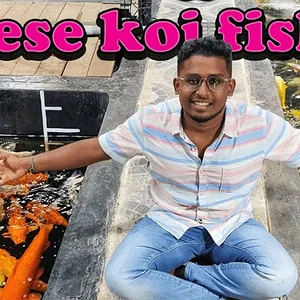 koi.webp