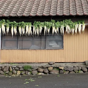 daikon1.webp