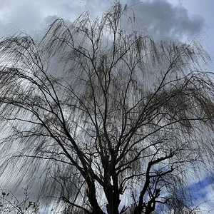 tree.webp