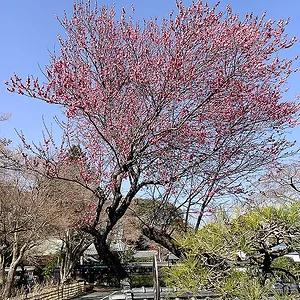 ume-ajisaidera.webp